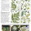 IOD Designs Transfer - Fronds Botanical  12" x 16" pad